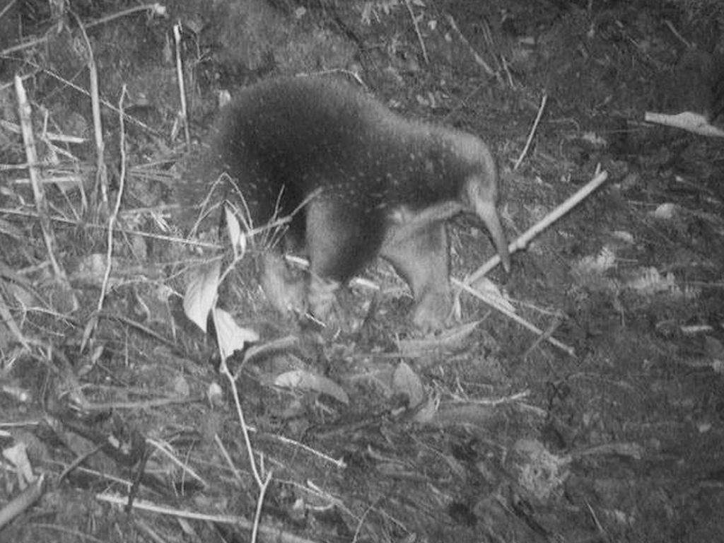 Egg-laying Mammal Missing Over 60 Years Photographed For First Time In